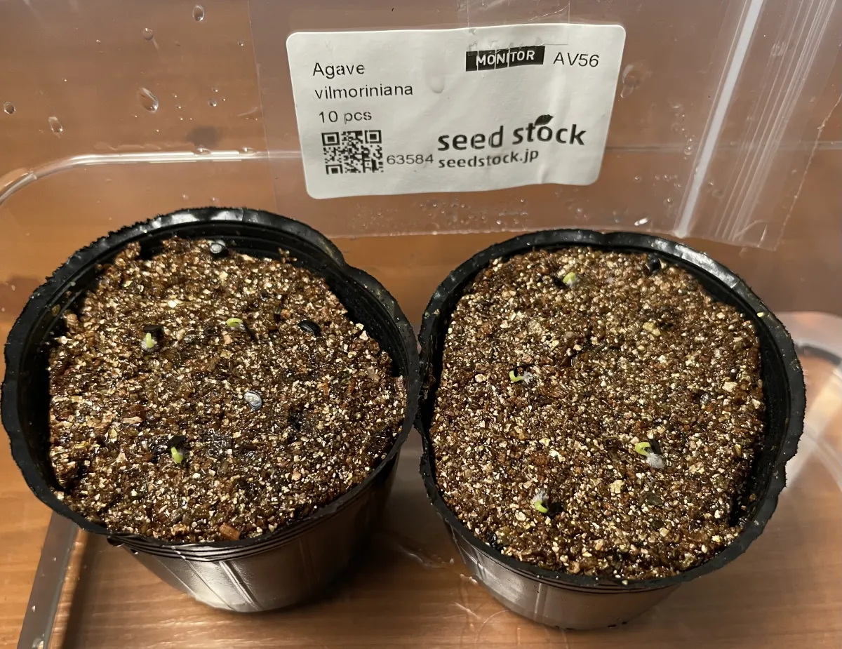 Agave vilmoriniana (アガベ ビルモリニアナ)