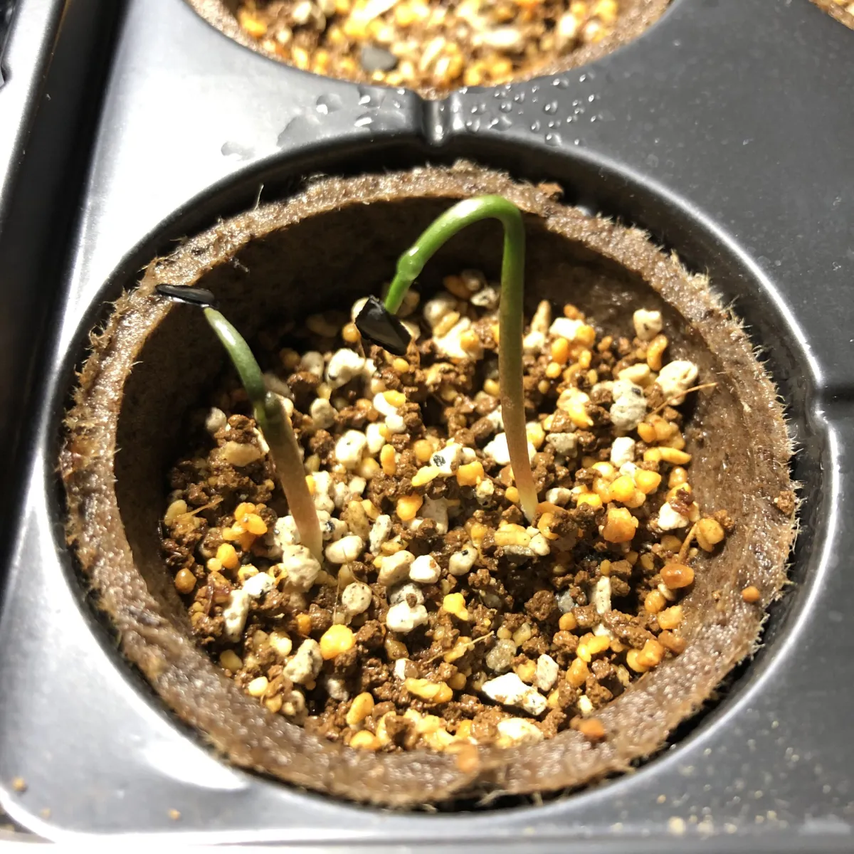 Agave durangensis (アガベ ドゥランジェンシス)