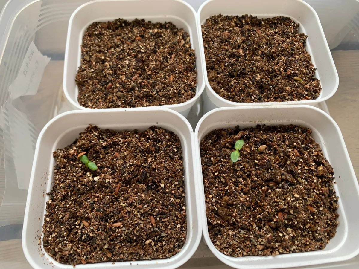 Pachypodium densiflorum var. densiflorum (パキポディウム デンシフローラム)