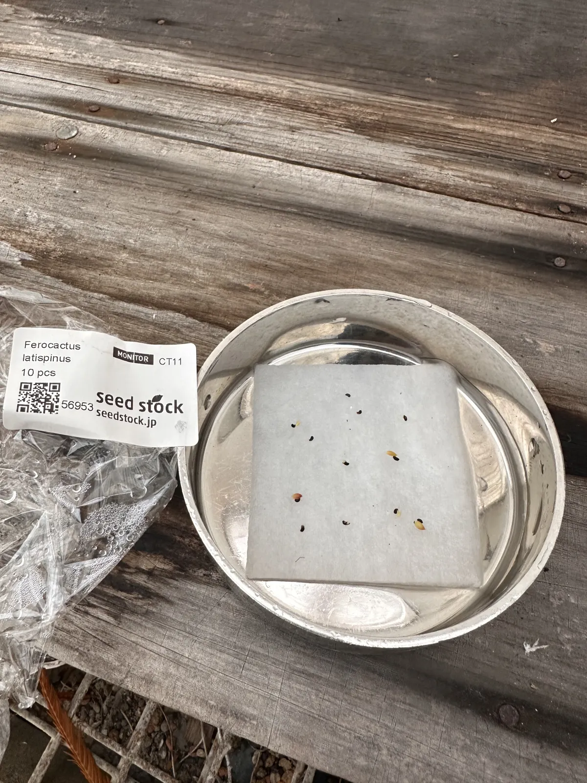 Ferocactus latispinus (フェロカクタス ラティスピナス 日の出丸)