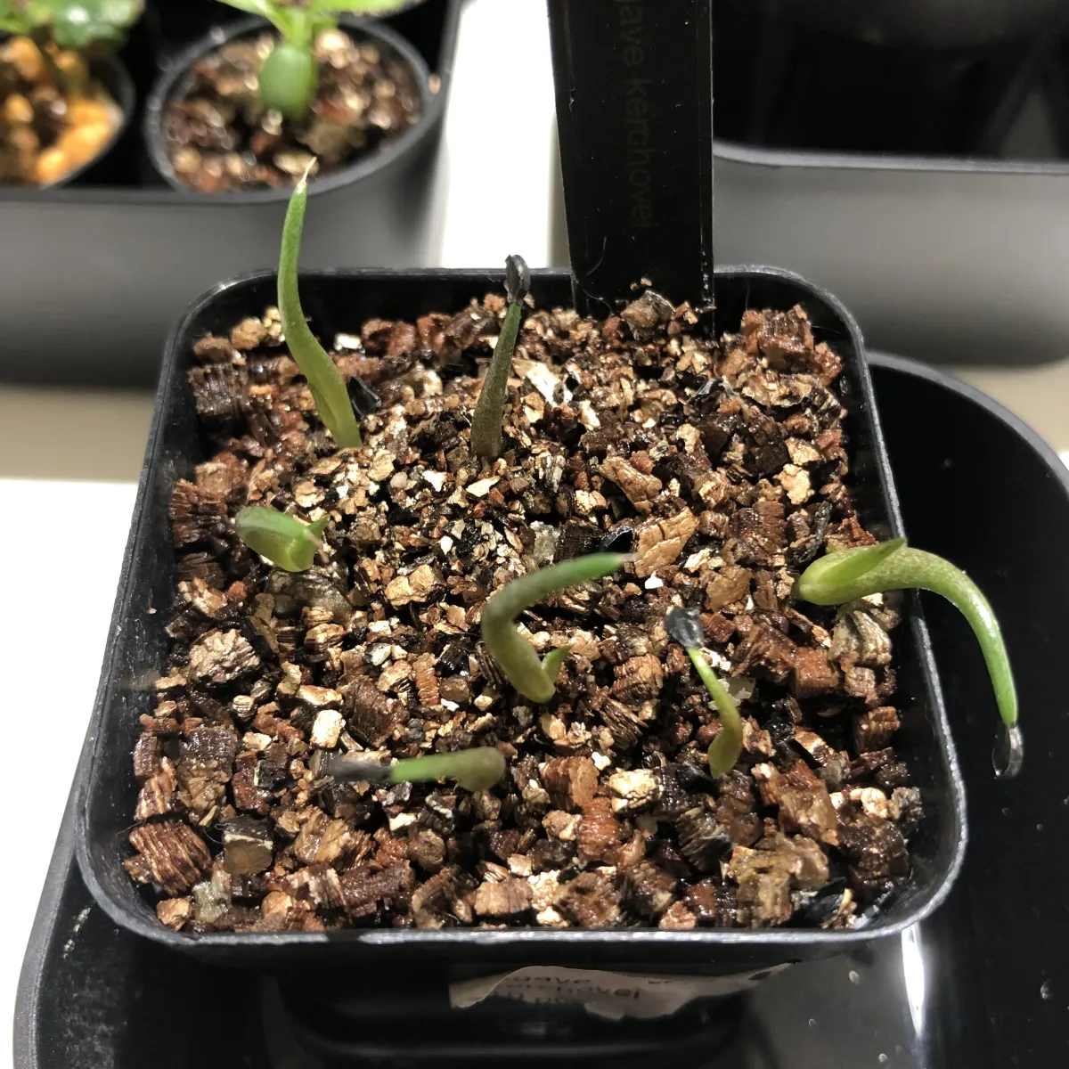 Agave kerchovei (アガベ ケルチョベイ)