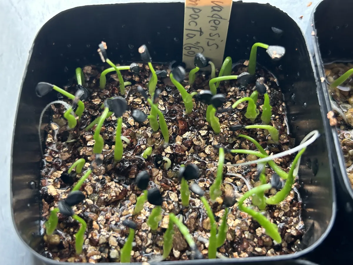 Agave utahensis var. nevadensis 'Compacta' (アガベ ネバデンシス コンパクタ)