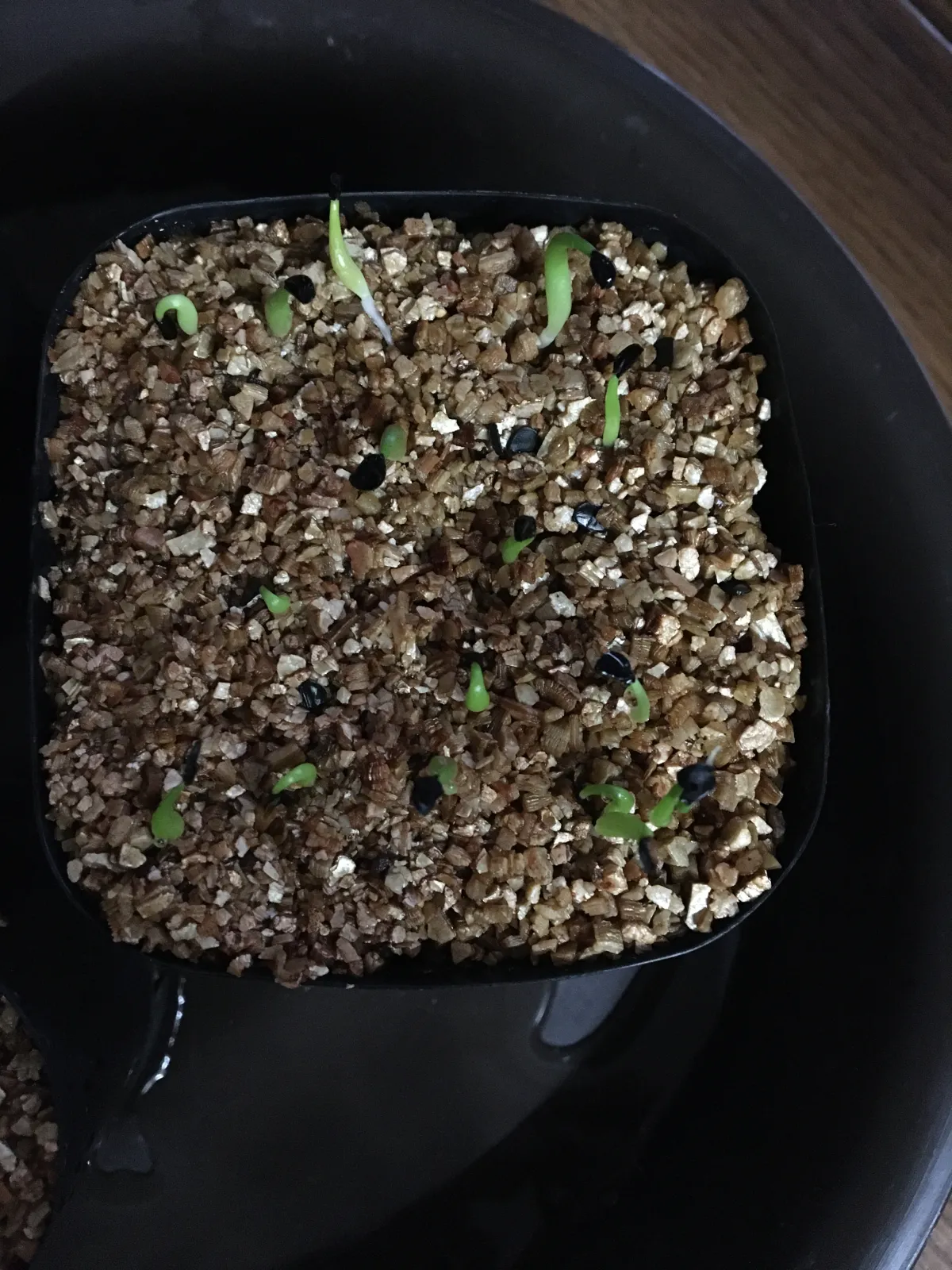 Agave oteroi (アガベ オテロイ)