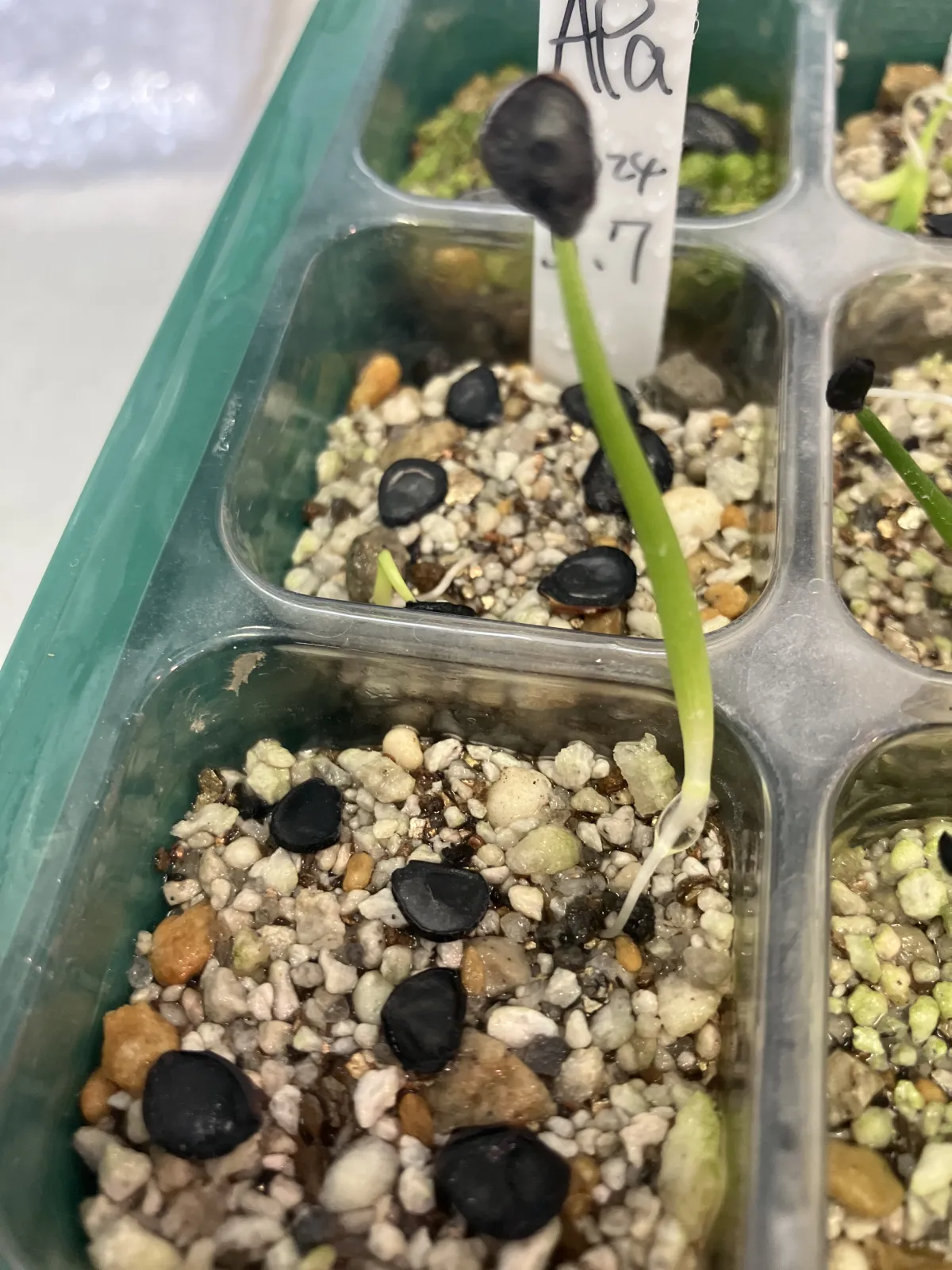 Agave parryi subsp. parryi (アガベ パリー)