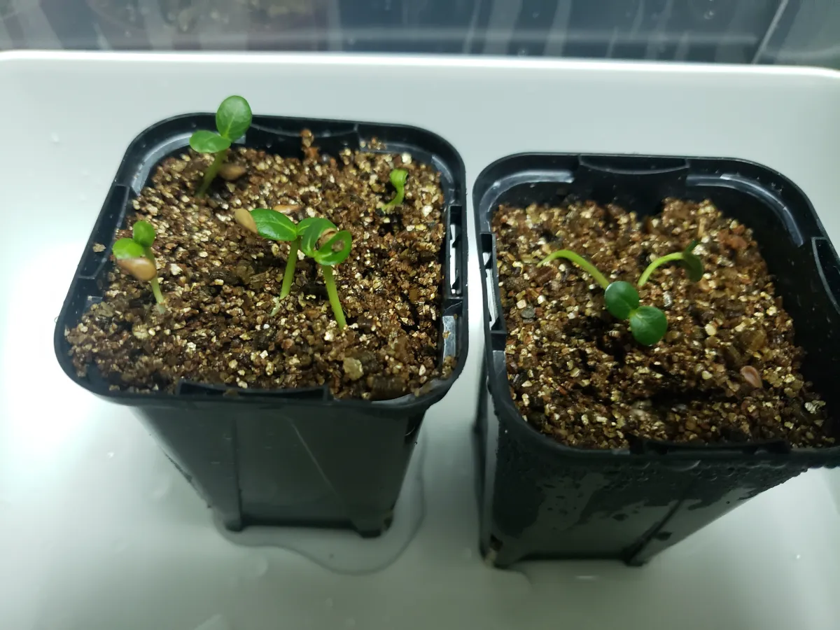 Pachypodium baronii (パキポディウム バロニー)