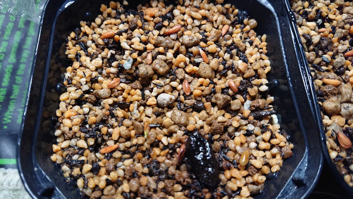 Pachypodium brevicaule subsp. leucoxanthum (パキポディウム レウコキサンツム)