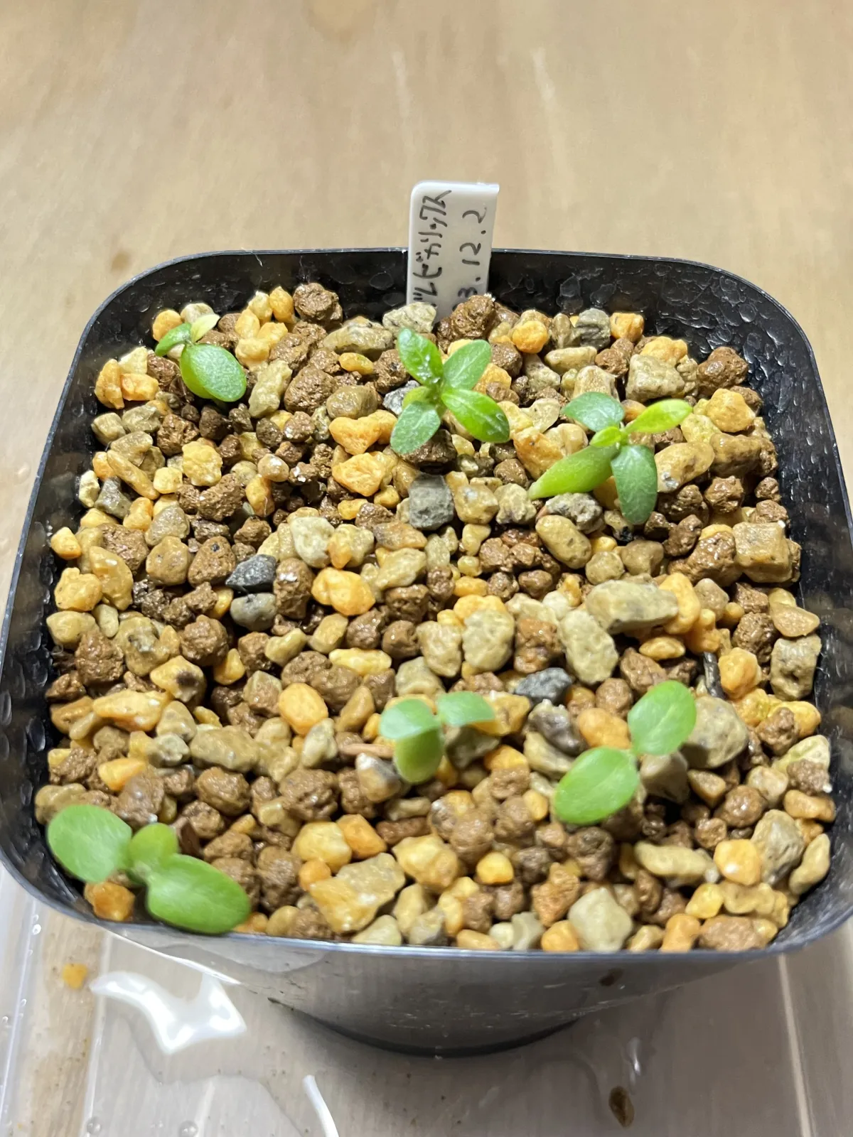 Pachypodium densiflorum var. brevicalyx (パキポディウム ブレビカリックス)