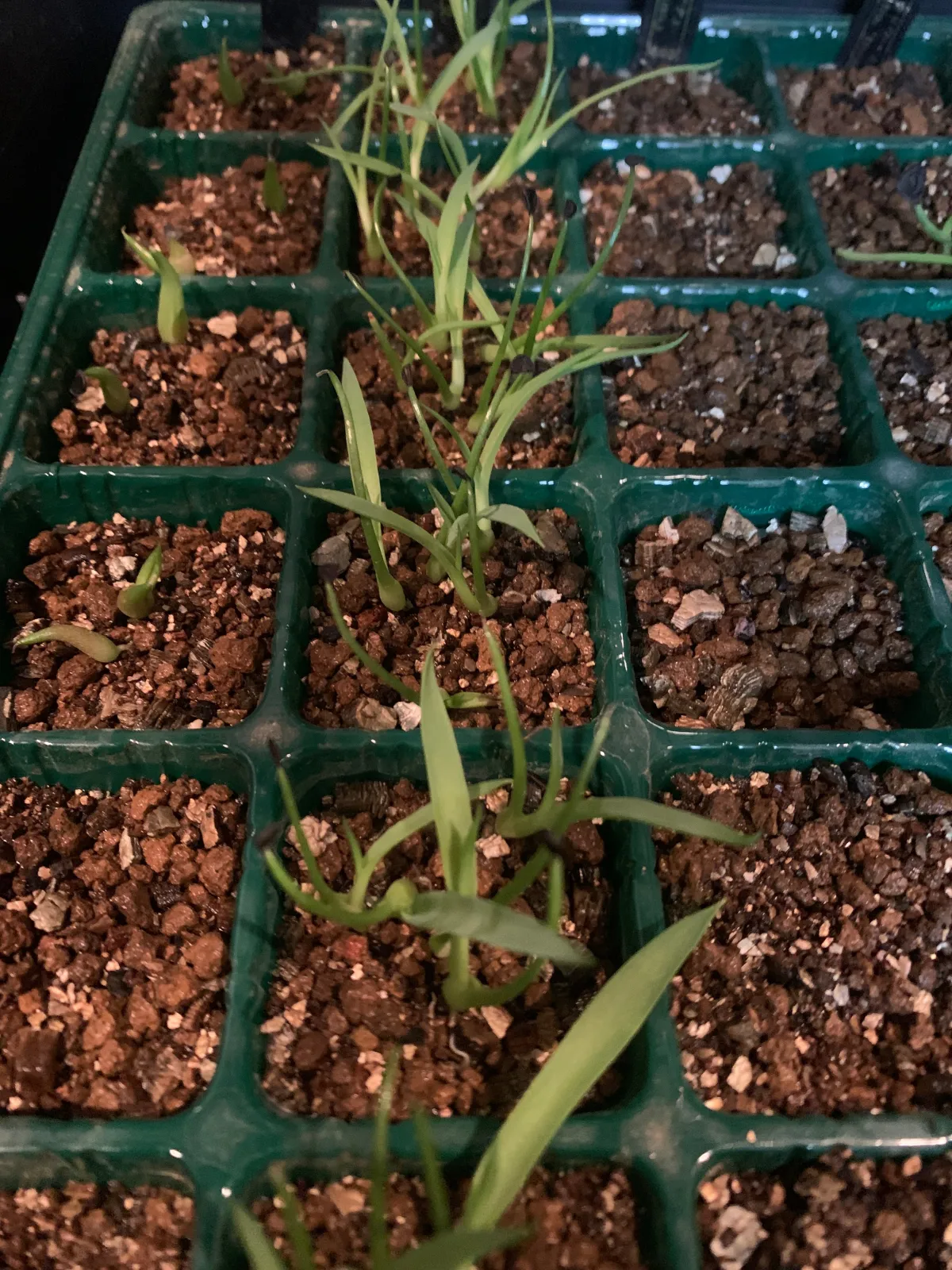 Agave gypsicola (アガベ ジブシコーラ)