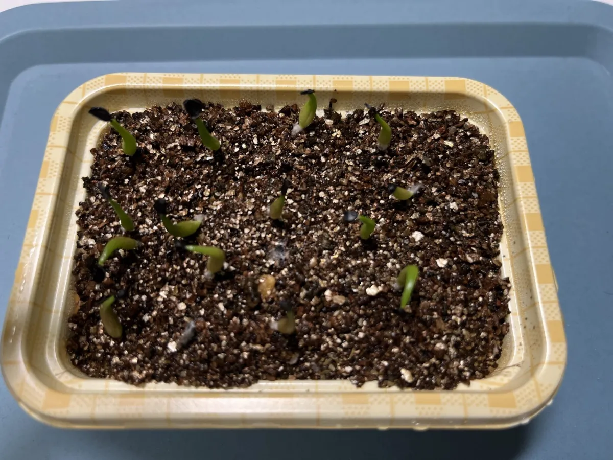 Agave oteroi (アガベ オテロイ)