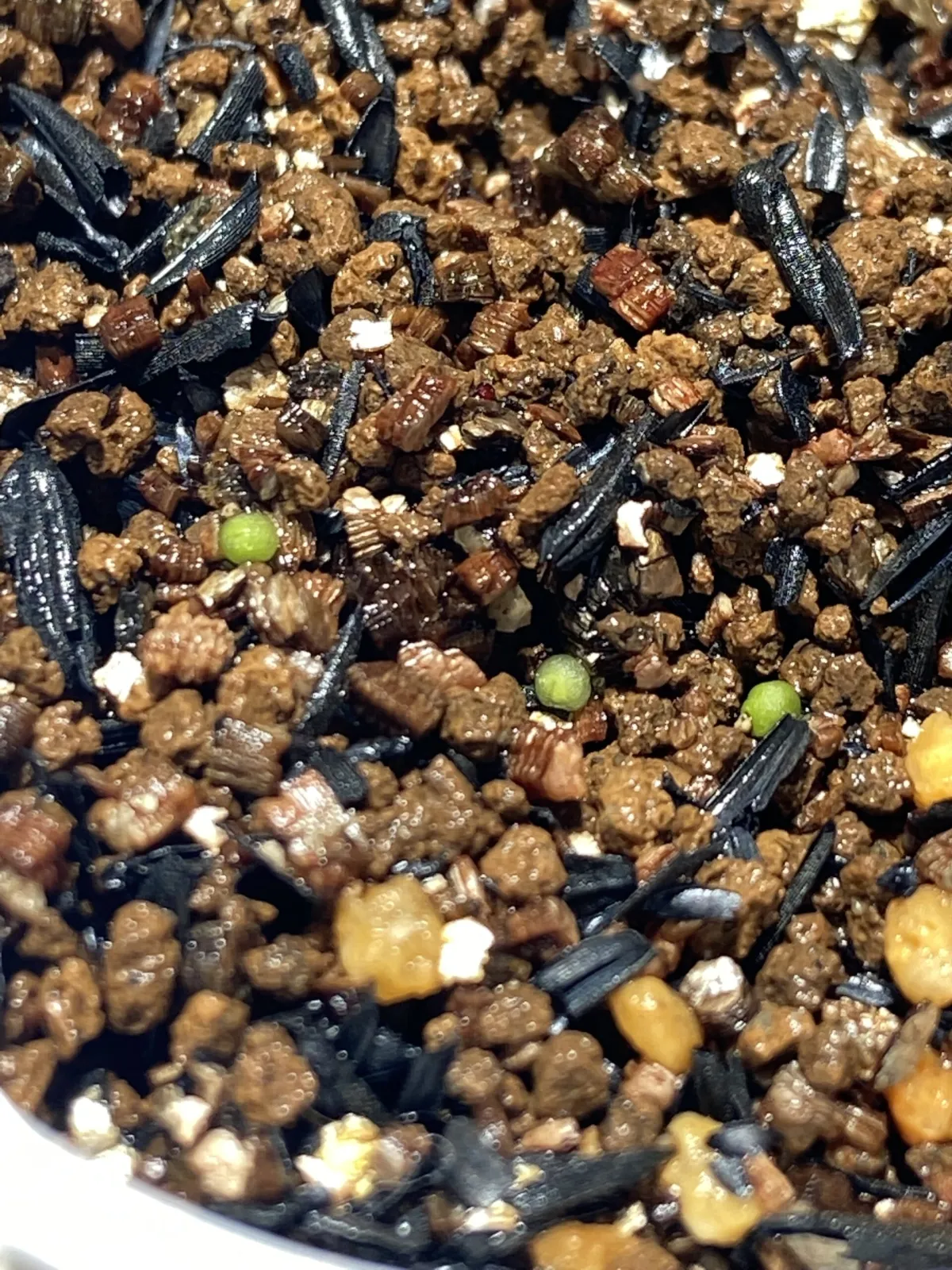 Aztekium ritteri (アズテキウム 花籠)