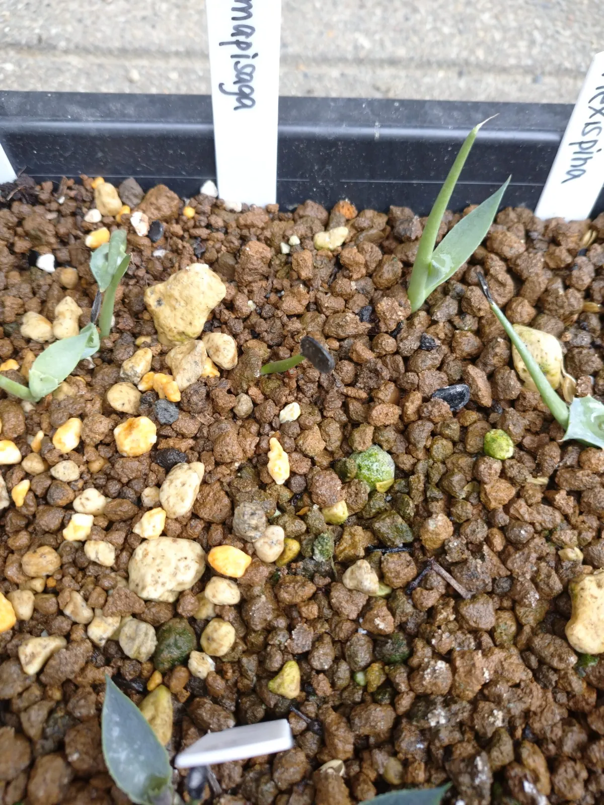 Agave mapisaga (アガベ マピサガ)