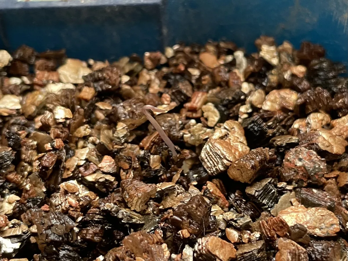 Dioscorea elephantipes (ディオスコレア エレファンティペス アフリカ亀甲竜)