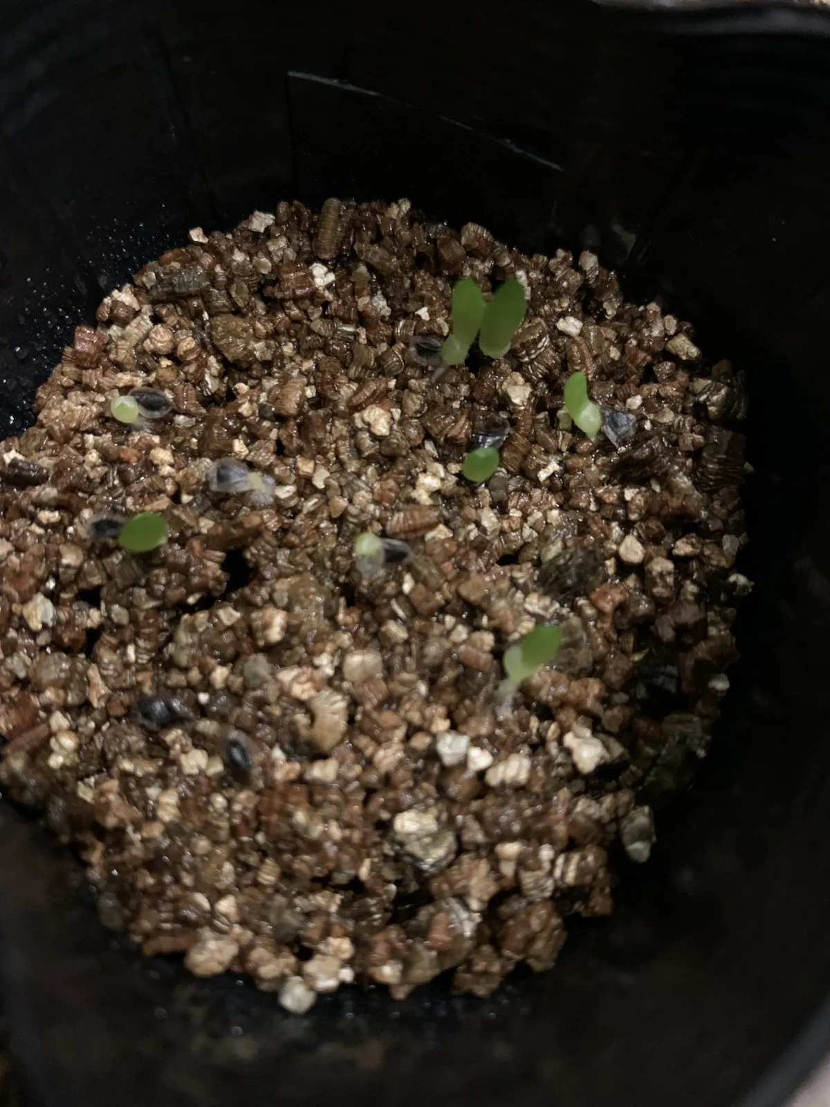 Aloe peglerae (アロエ ペグレラエ)