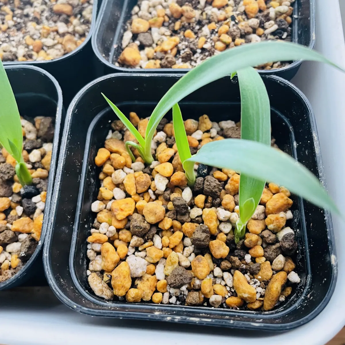 Yucca filifera (ユッカ フィリフェラ)