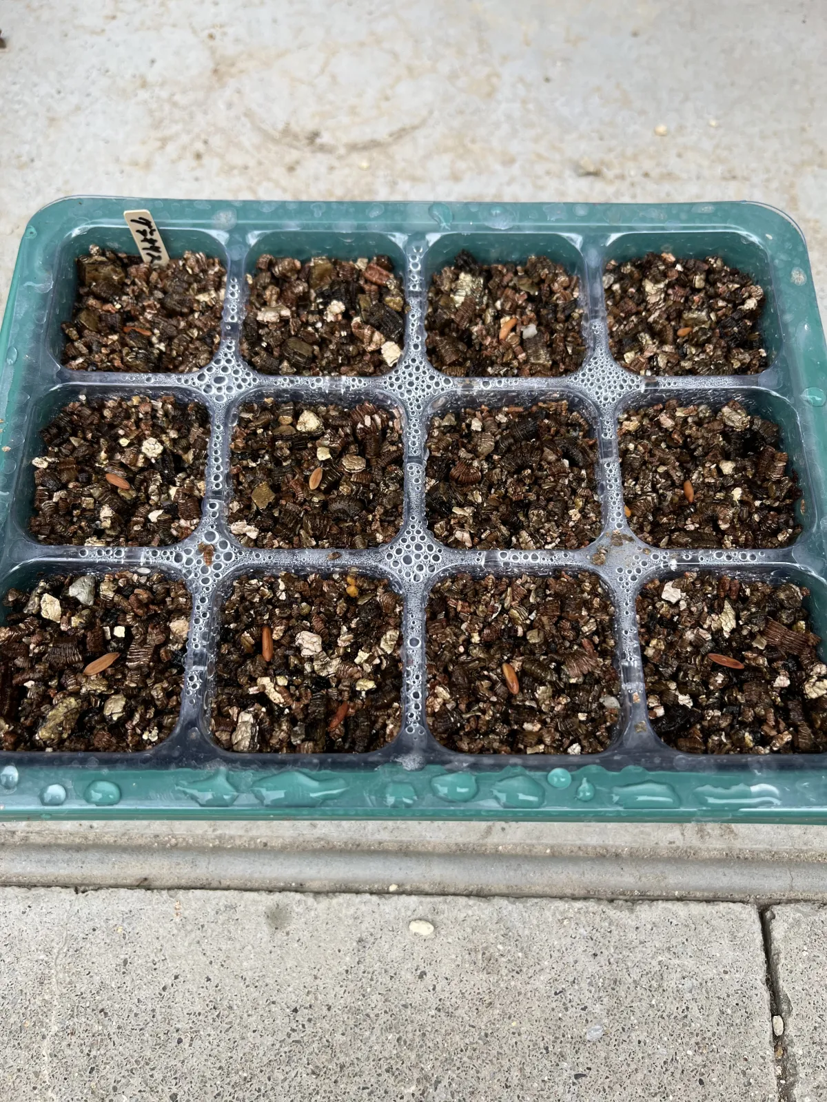 [無料種子] 発芽難 パキポディウム グラキリス　 Pachypodium rosulatum var. gracilius