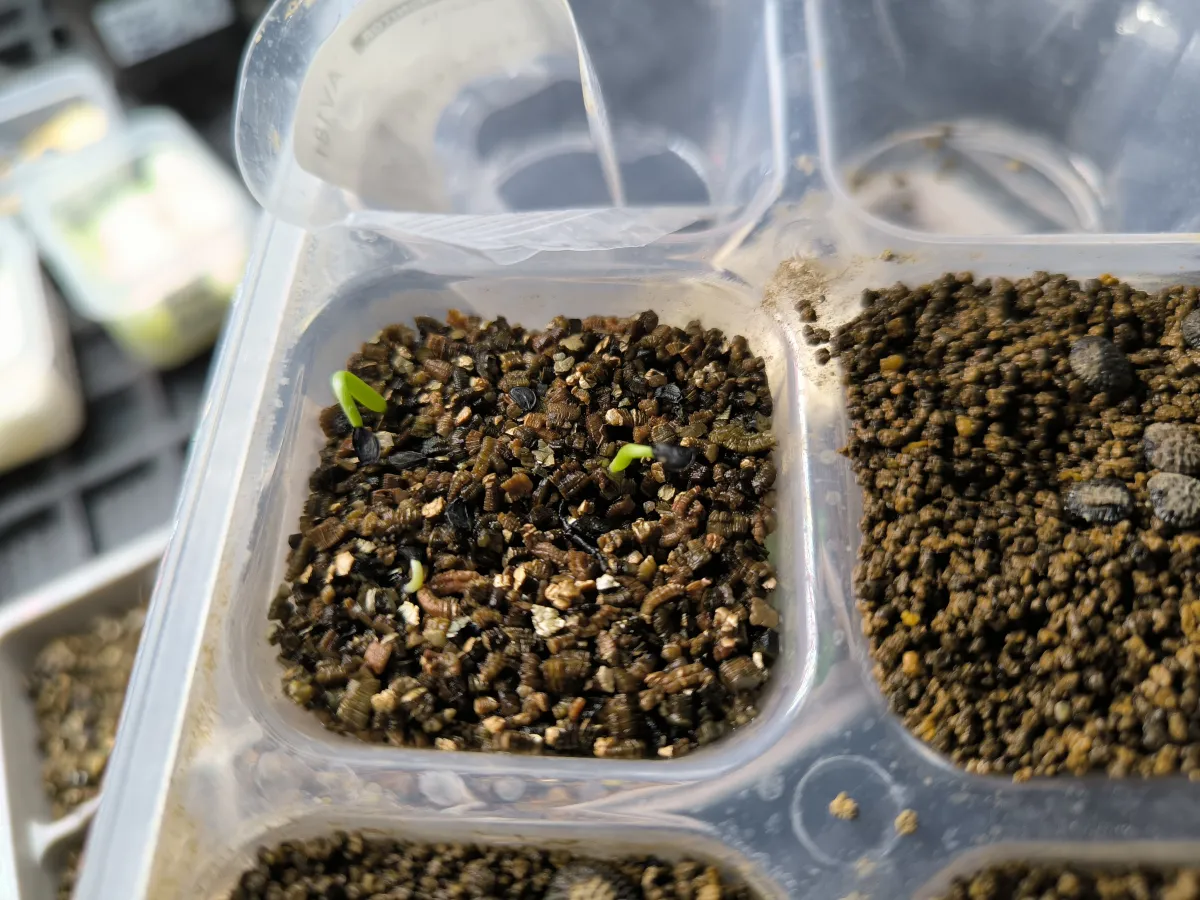 Agave filifera var. compacta (アガベ フィリフェラコンパクタ)