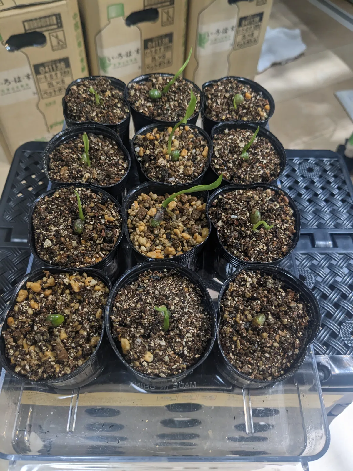 Monstera deliciosa (モンステラ デリシオーサ)