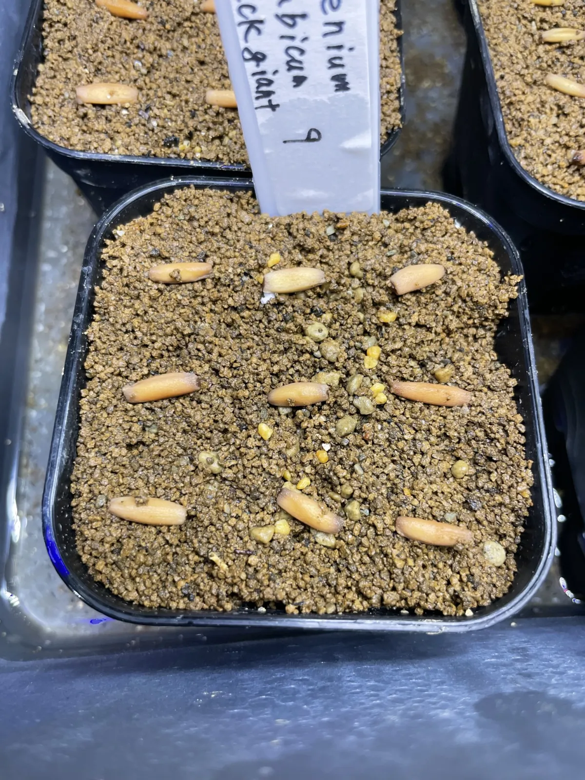 Adenium arabicum Black Giant (アデニウム アラビカム ブラックジャイアント)