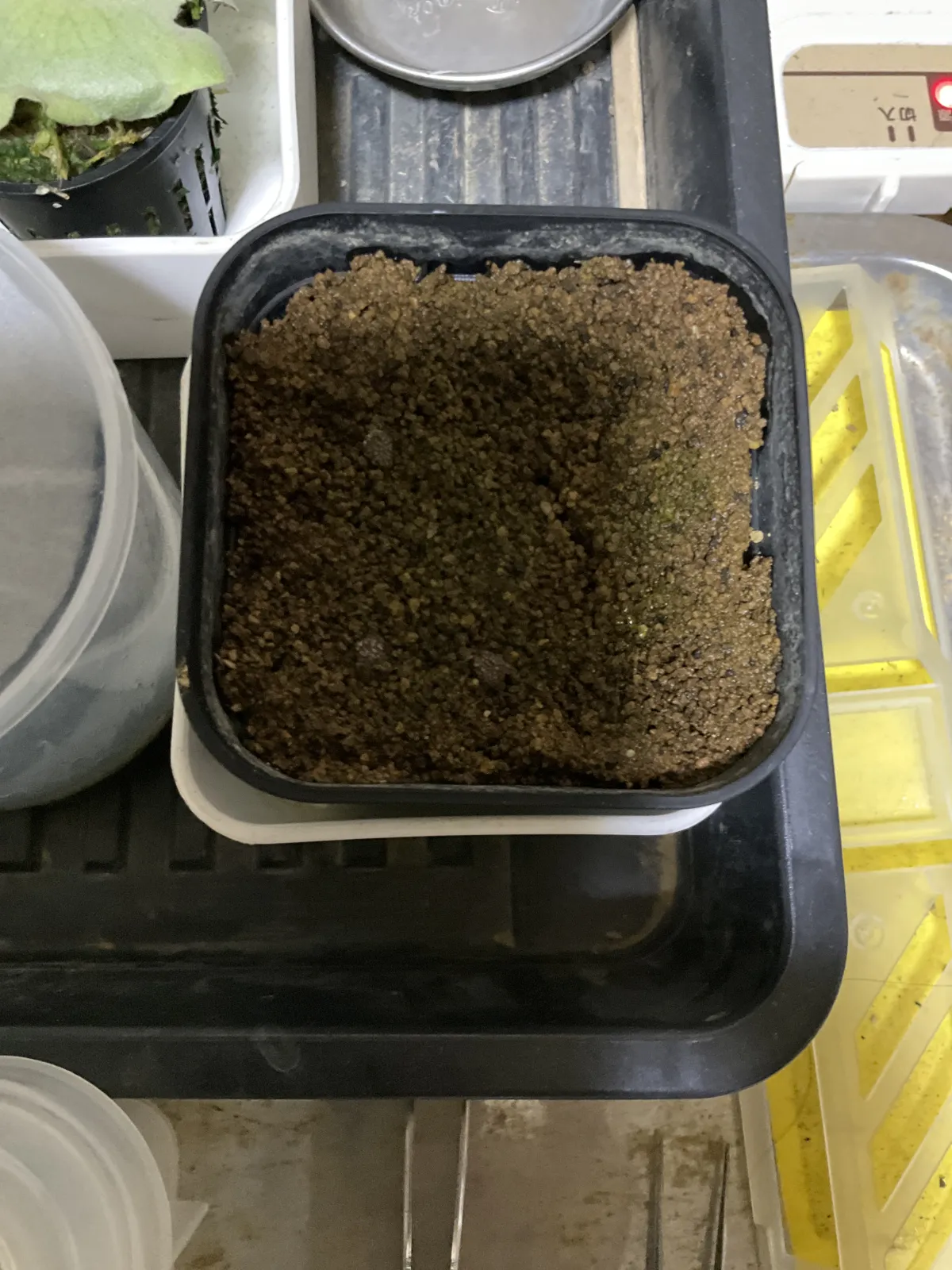 [発芽チャレンジ] アデニア オラボエンシス Adenia olaboensis 発芽難