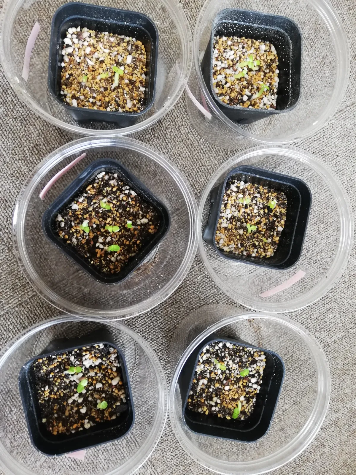 Pachypodium bispinosum (パキポディウム ビスピノーサム)