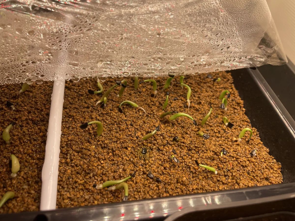 Agave horrida ssp. horrida (アガベ ホリダ)