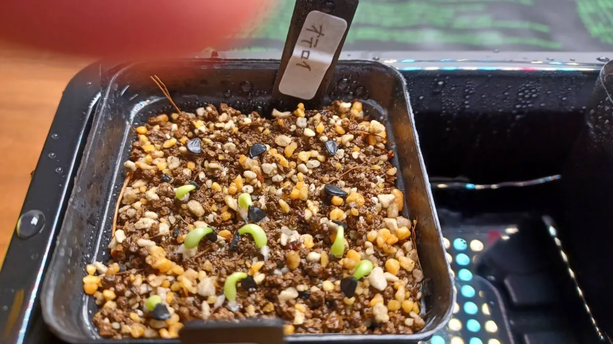 Agave oteroi (アガベ オテロイ)