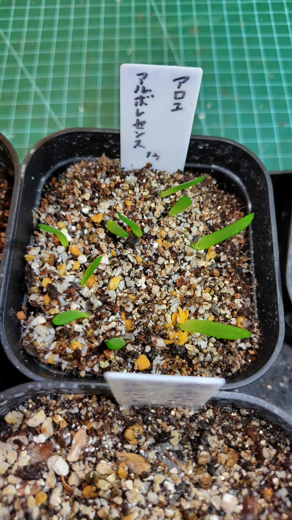 Aloe arborescens (アロエ アルボレセンス)