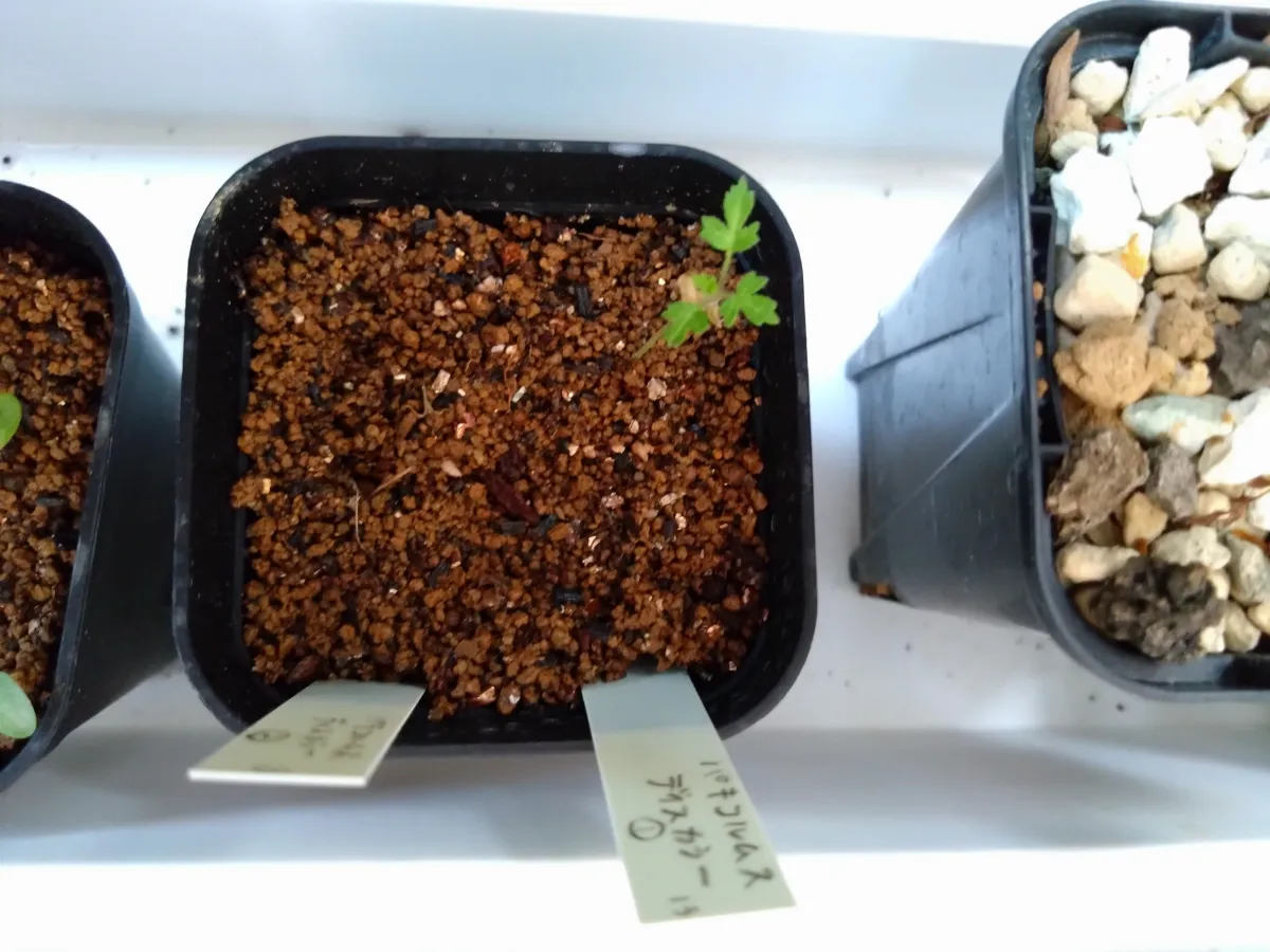 Pachycormus discolor (パキコルムス ディスカラー)