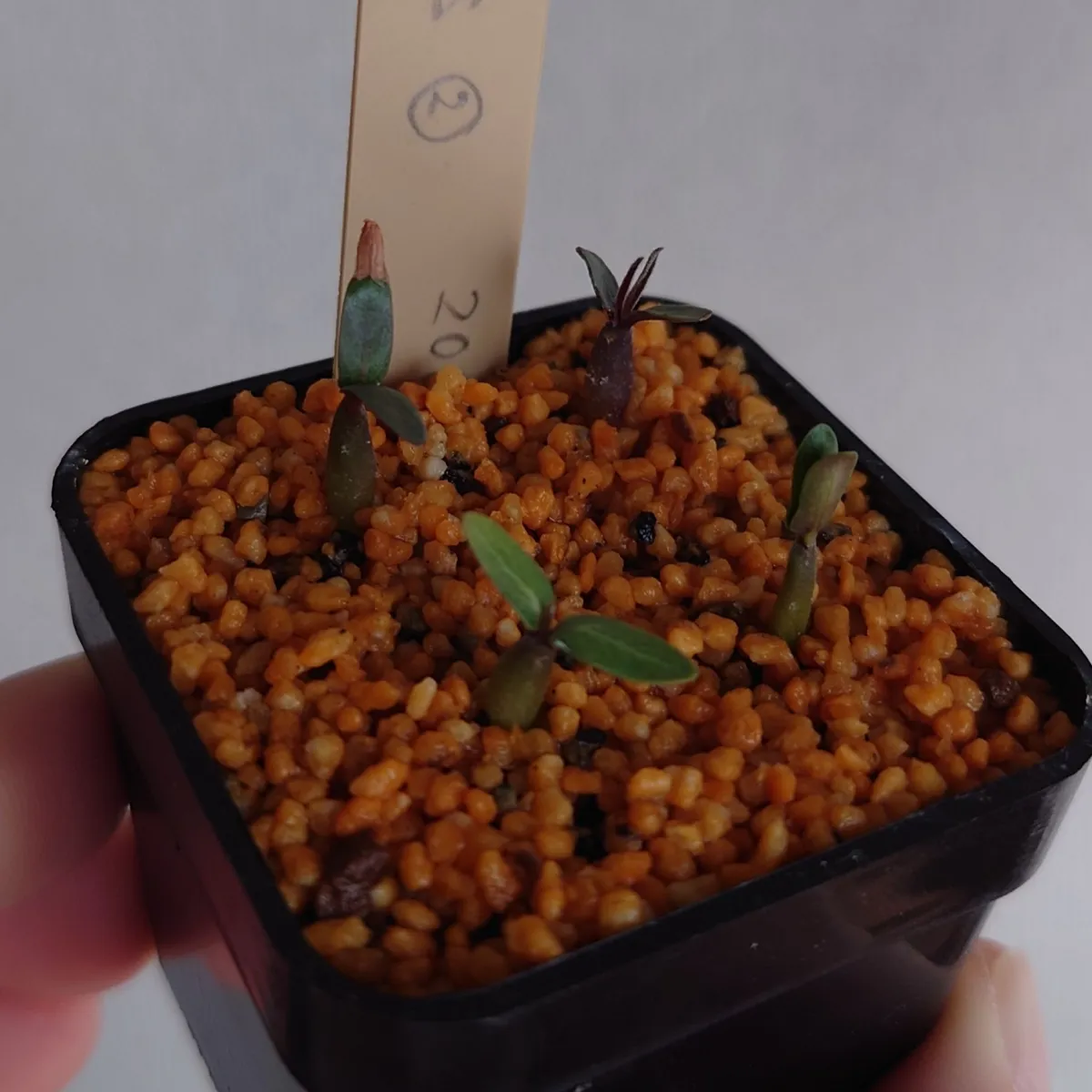 Pachypodium rosulatum var. gracilius (パキポディウム グラキリス)