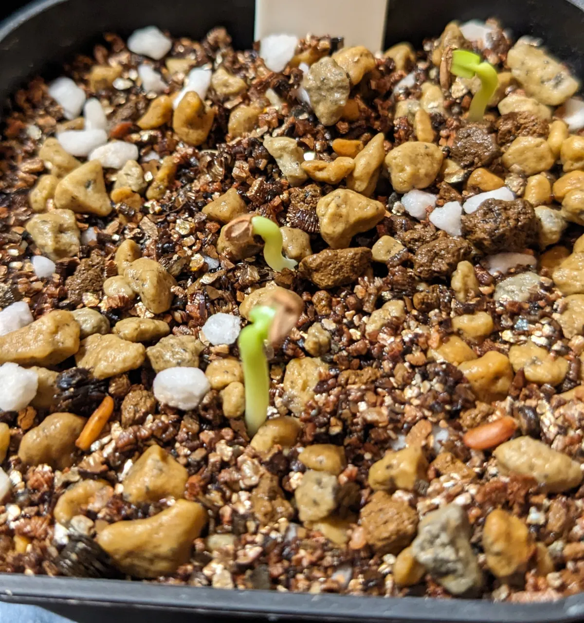 Pachypodium rosulatum var. inopinatum (パキポディウム イノピナツム)