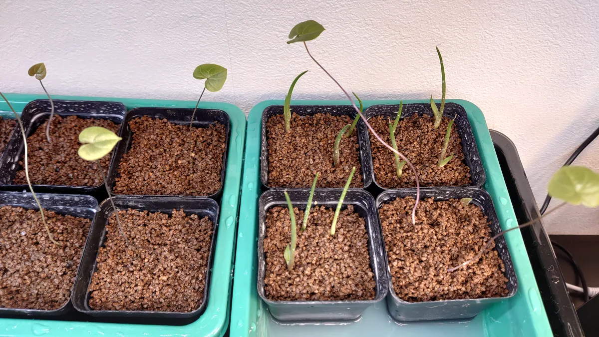 Agave angustifolia Marginata (アガベ アンガスティフォリア バリエガータ)