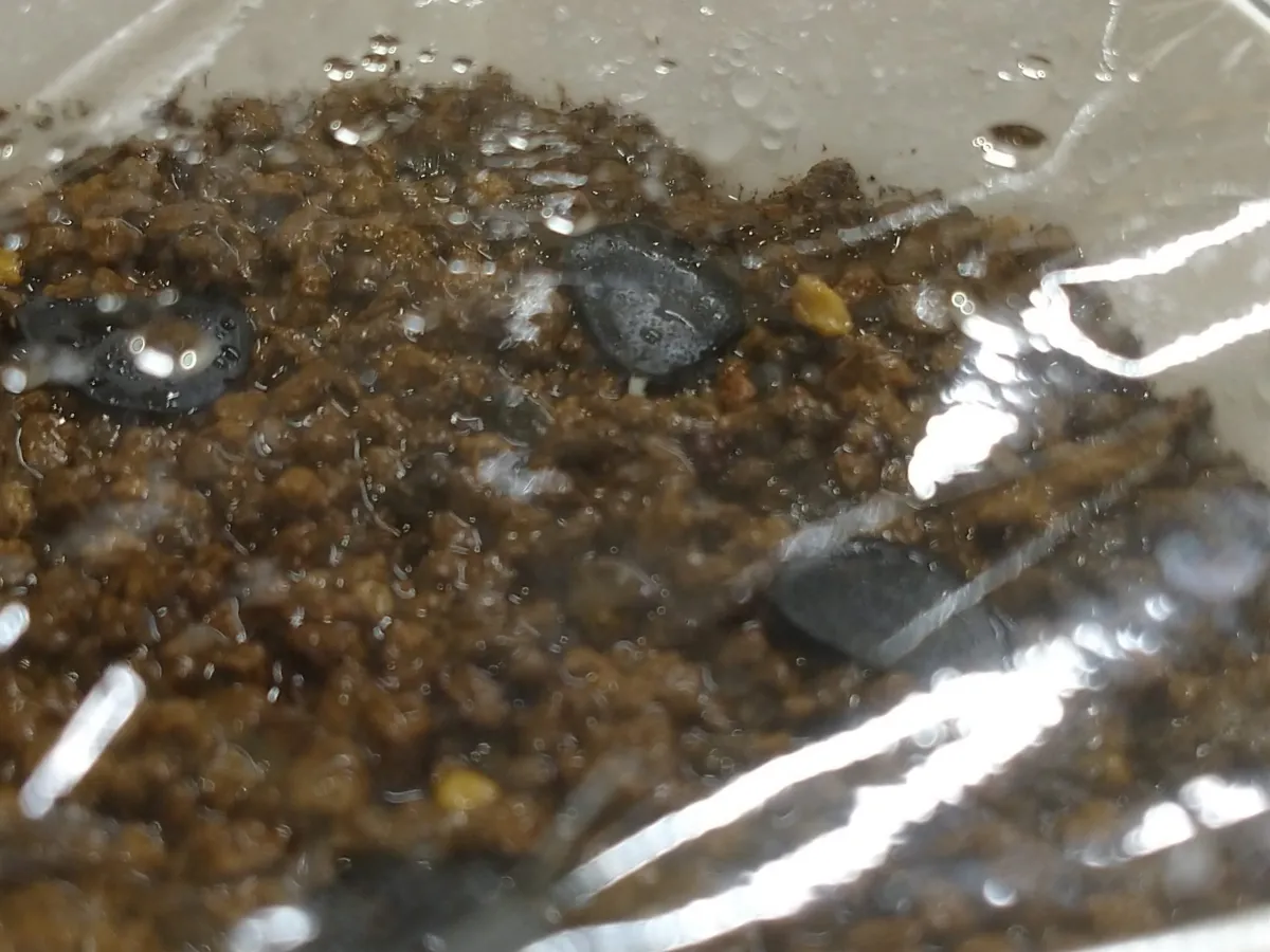 Yucca glauca (ユッカ グラウカ)