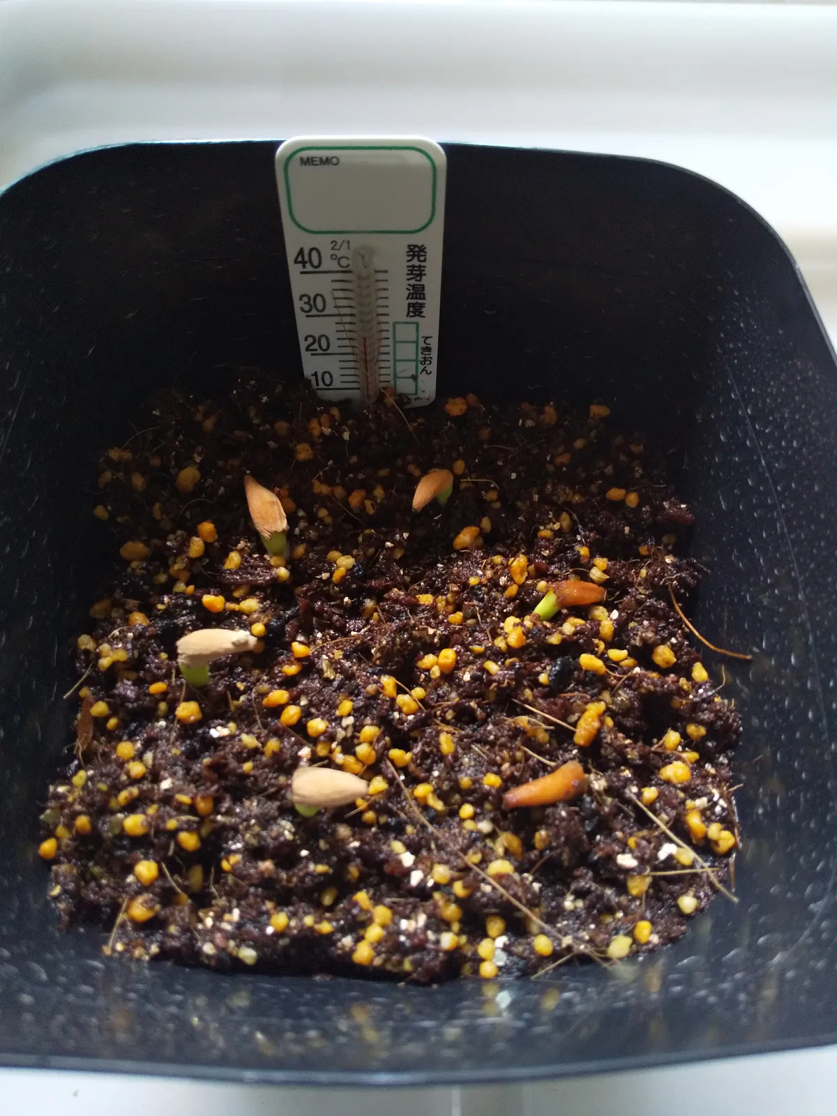 Adenium arabicum Rashiny (アデニウム アラビカム ラシニー)