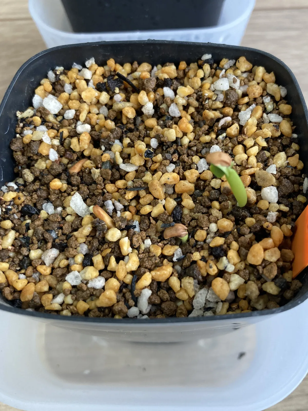 Pachypodium rosulatum var. inopinatum (パキポディウム イノピナツム)