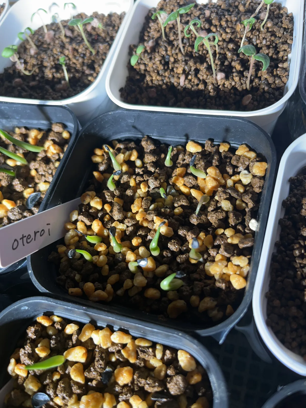 Agave oteroi (アガベ オテロイ)