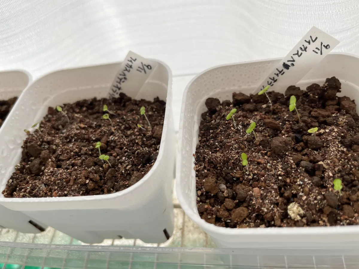 Ficus petiolaris (フィカス ペティオラリス)