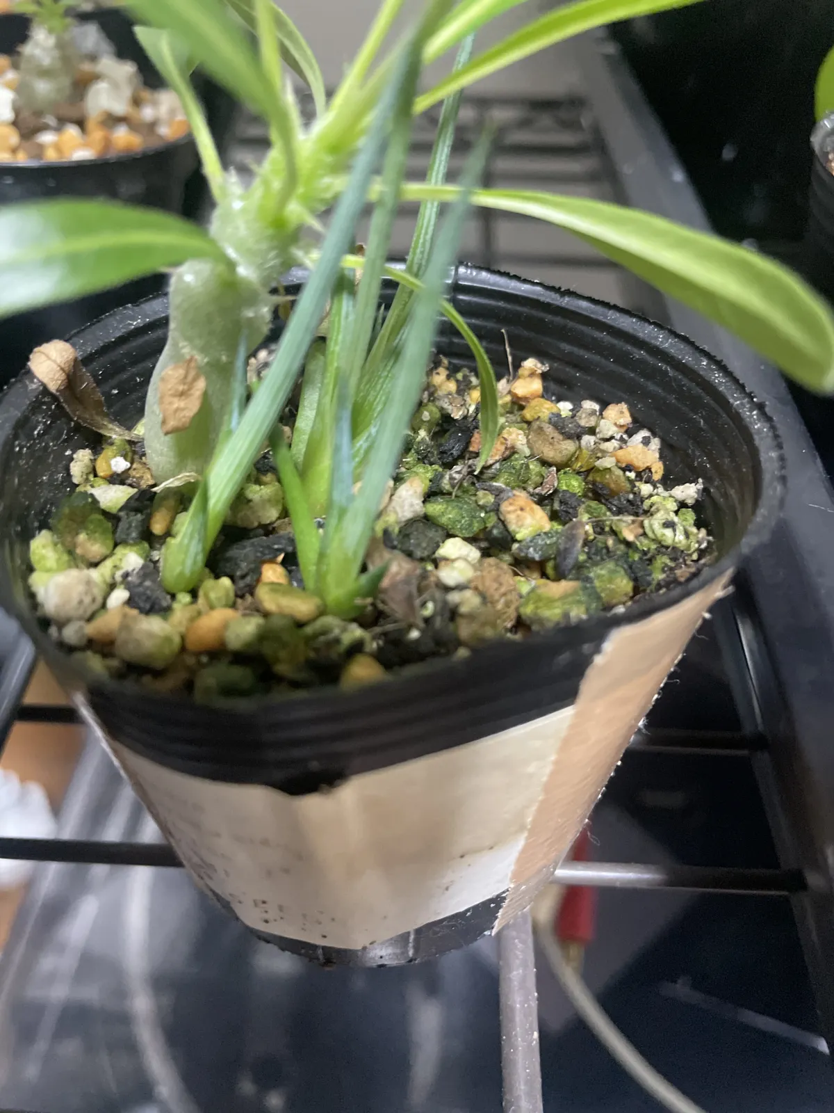 Agave striata subsp. striata (アガベ ストリアータ)