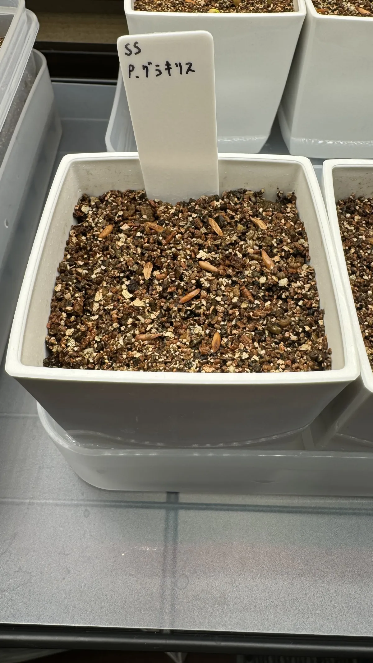 [無料種子] 発芽難 パキポディウム グラキリス　 Pachypodium rosulatum var. gracilius