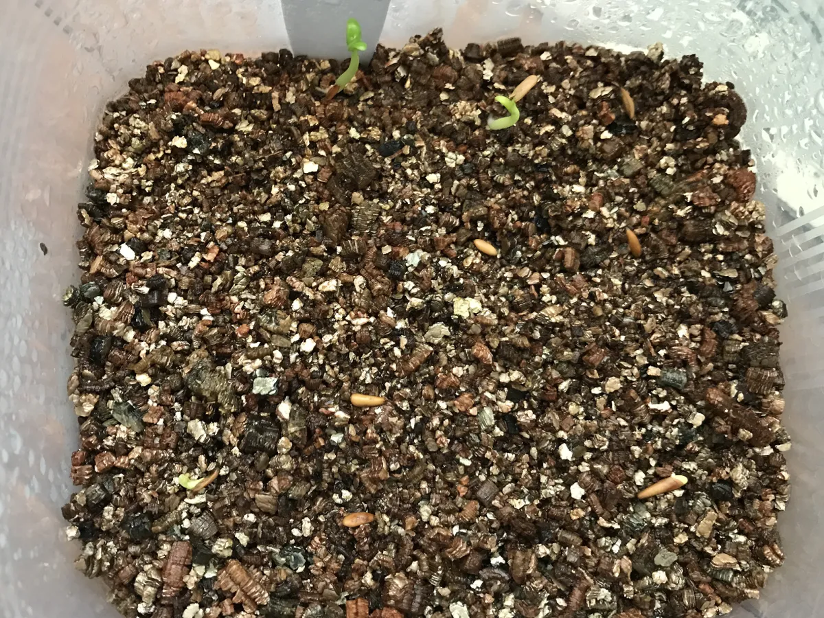 Pachypodium horombense (パキポディウム ホロンベンセ)