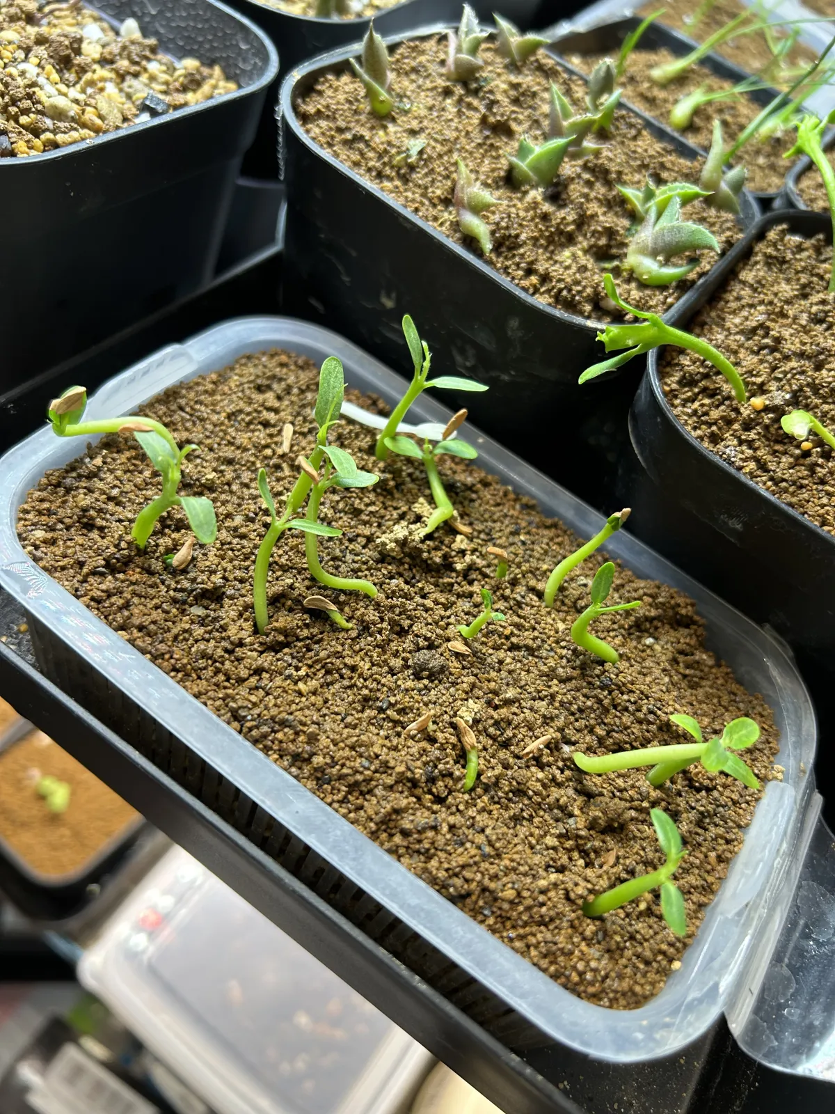 Pachypodium rosulatum ssp. rosulatum (パキポディウム ロスラーツム)