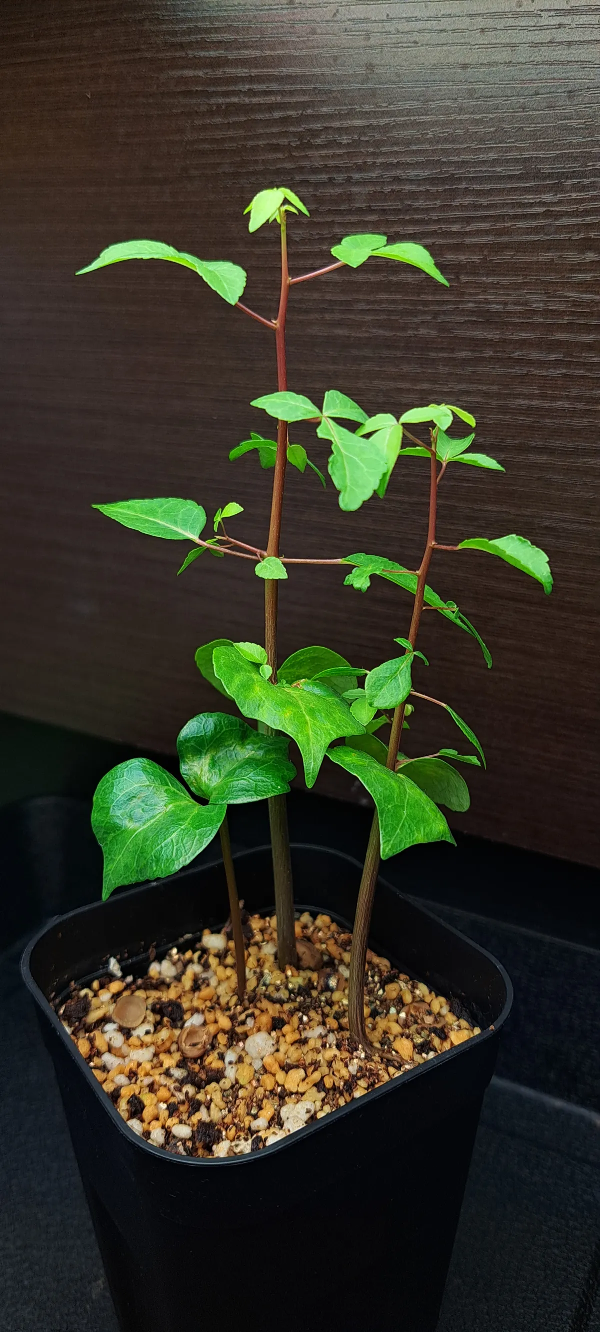 [無料種子] コミフォラ ミルドブラエディ ブラックバーク Commiphora mildbraedii 'Black Bark'(CLEARANCE)