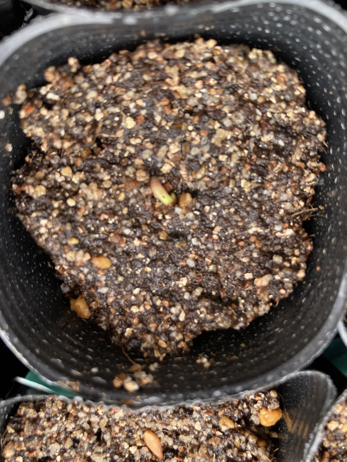 Pachypodium baronii (パキポディウム バロニー)