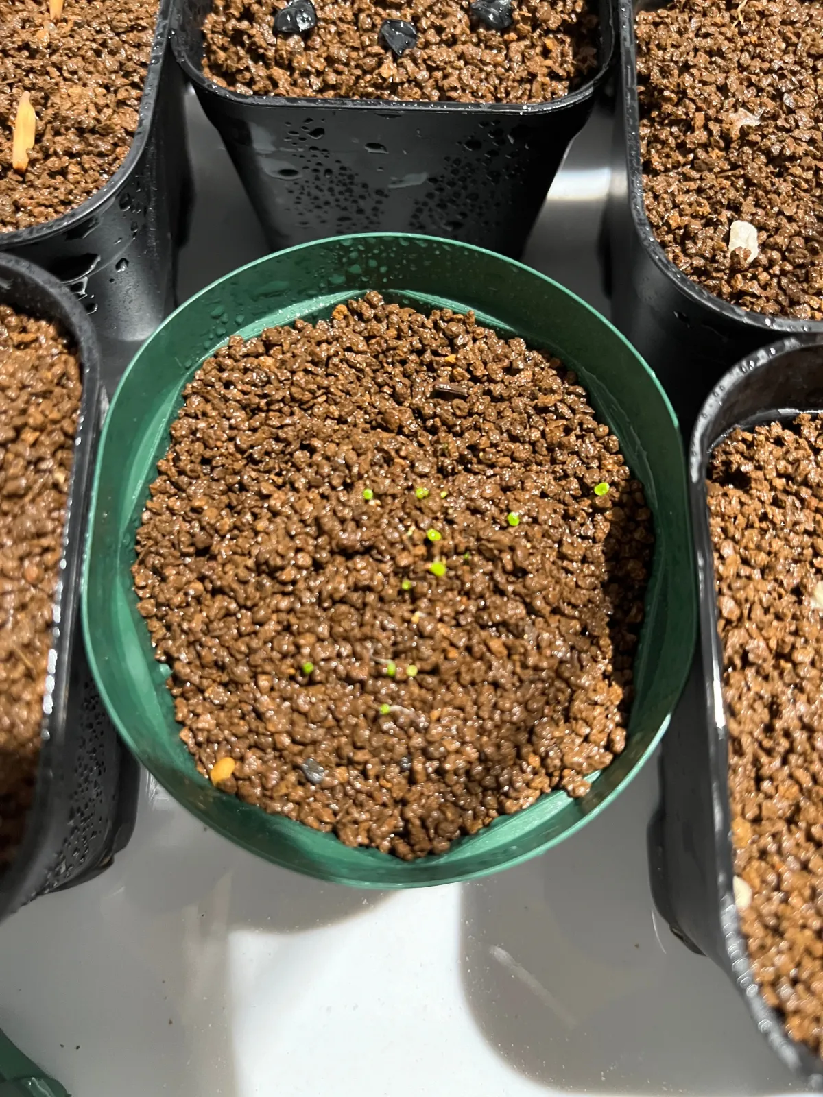 Lithops Mix (リトープス ミックス)