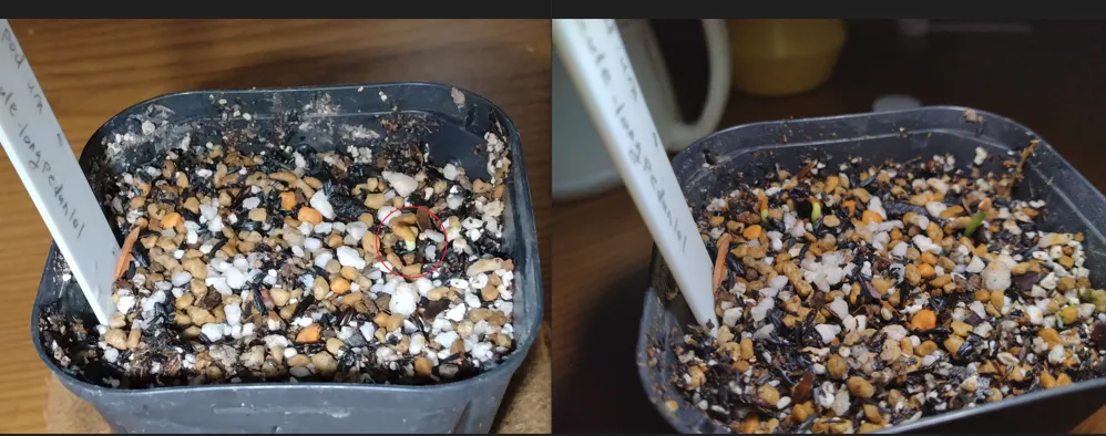 Pachypodium brevicaule (パキポディウム ブレビカウレ（長茎） ())