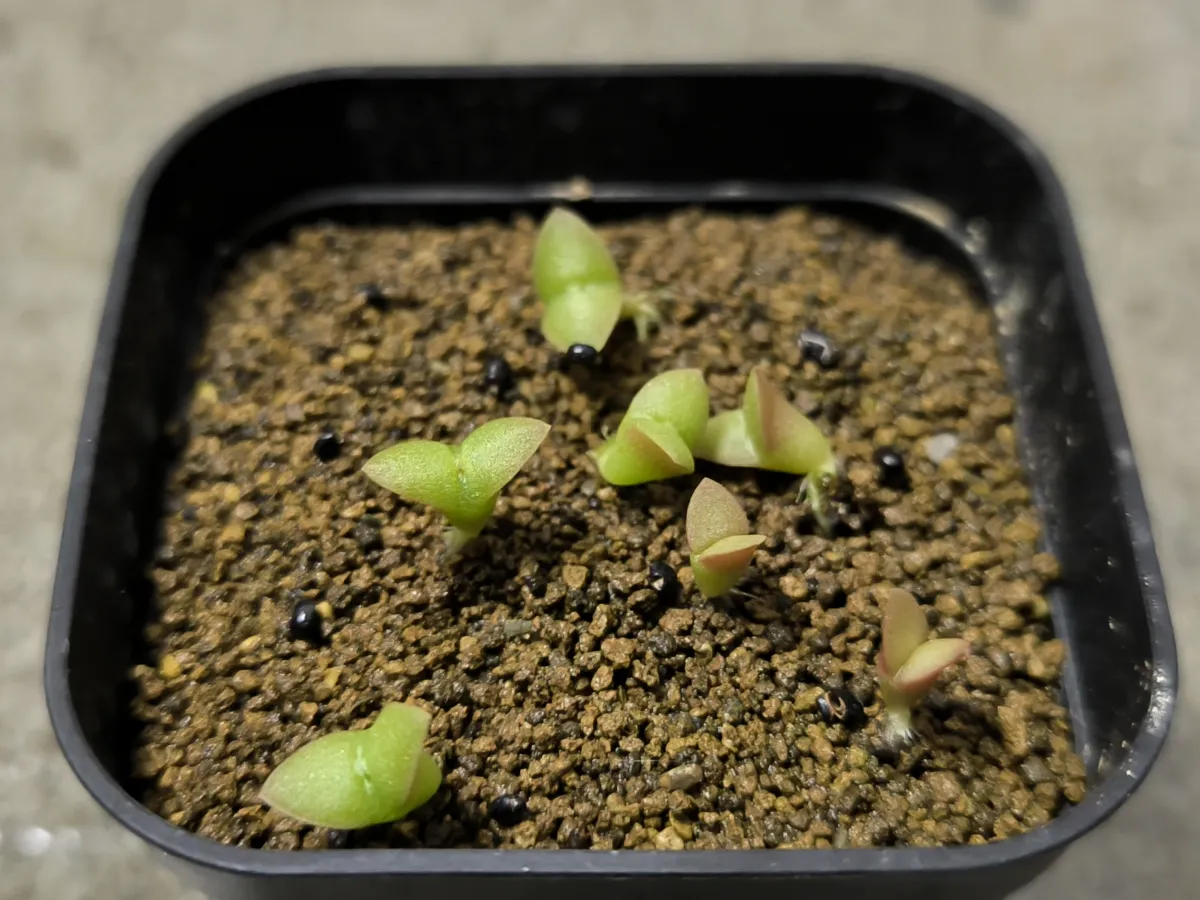 Pilosocereus chrysacanthus (ピロソケレウス クリサカンサス)