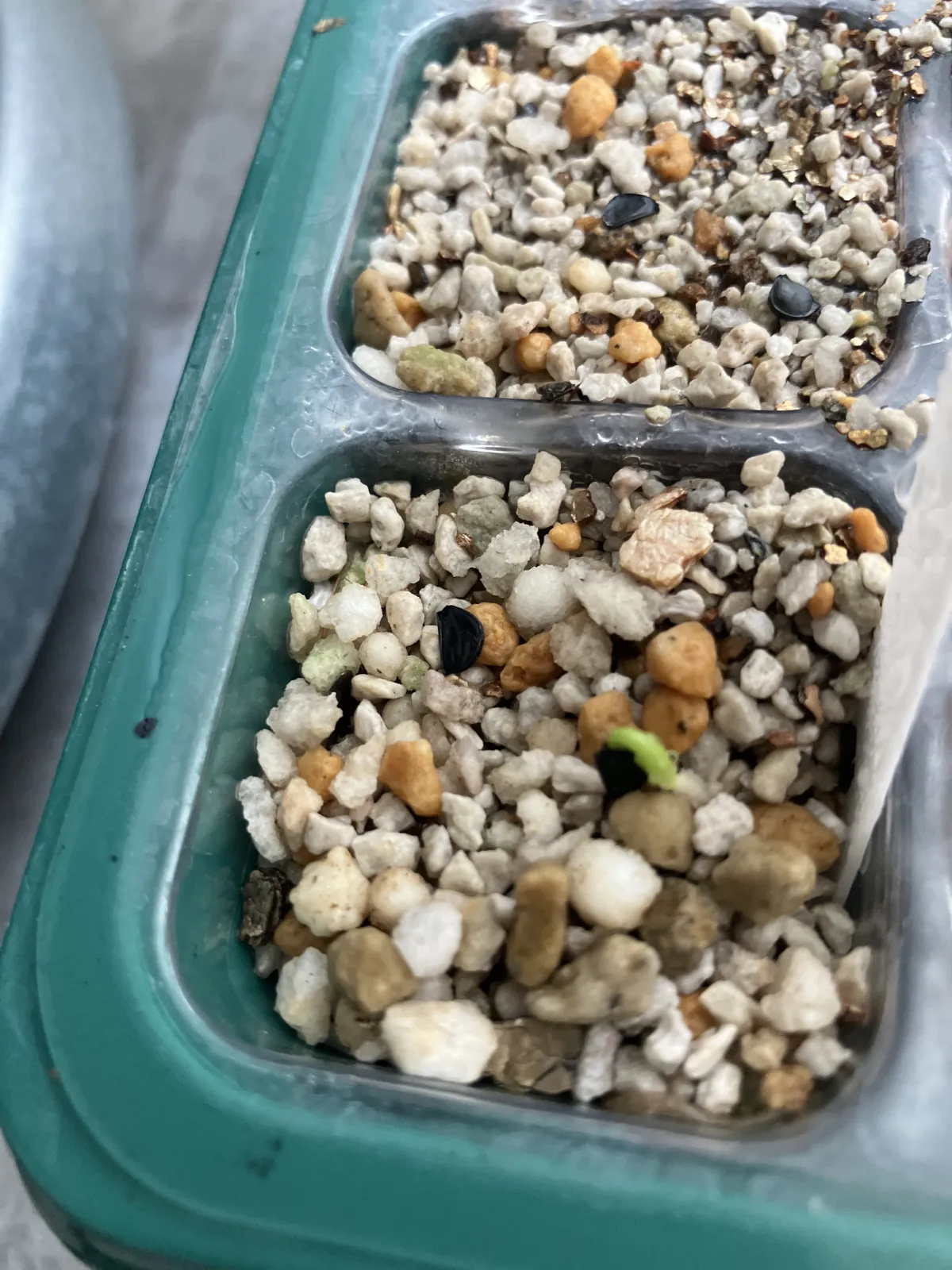 Agave titanota (アガベ チタノタ ドワーフ)