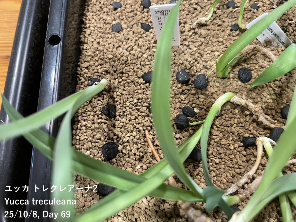 Yucca treculeana (ユッカ トレクレアーナ)