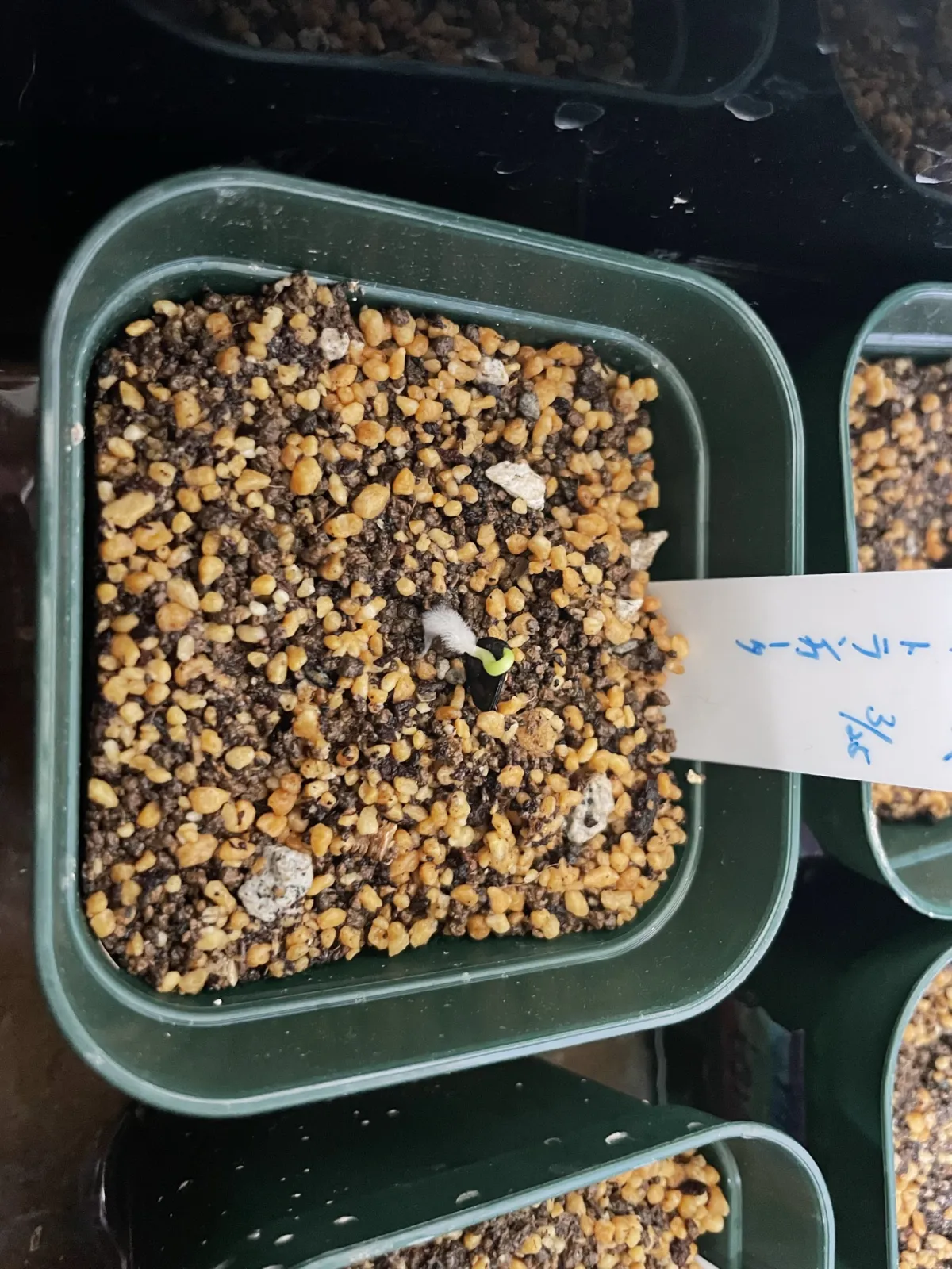 Agave parryi var. truncata (アガベ パリー トランカータ)