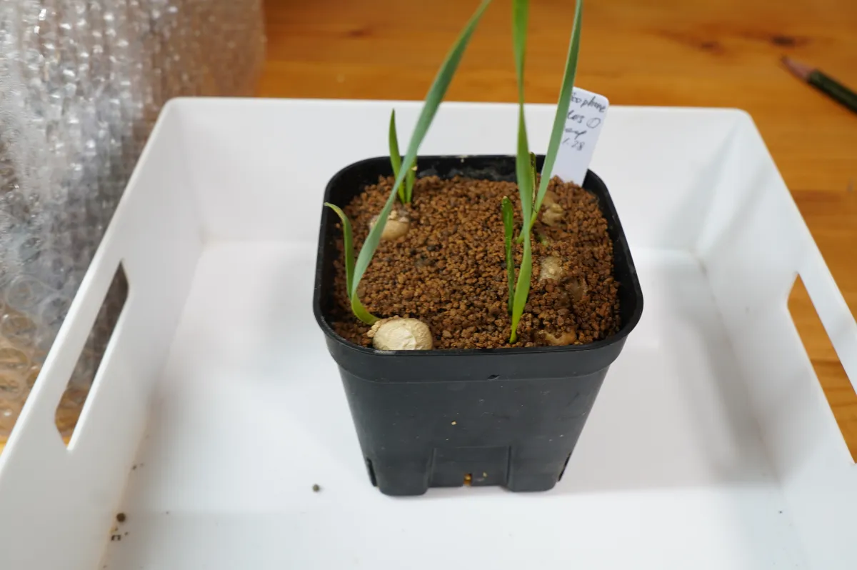 [無料種子] ブーファン ディスティカ Boophone disticha 状態難