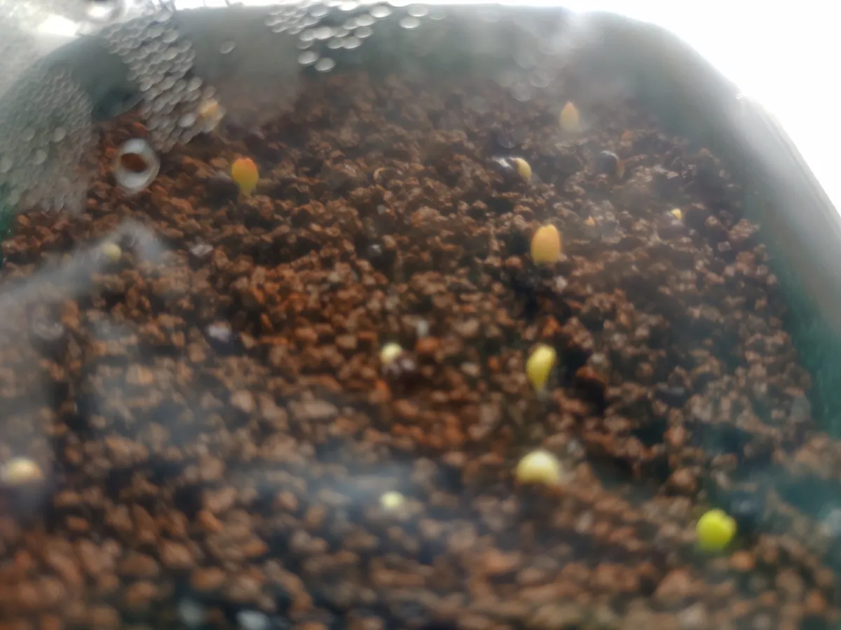 Astrophytum asterias (アストロフィツム ゴンザレス)